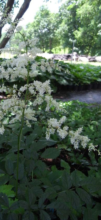 Astilbe japonica Deutschland' White Astilbe