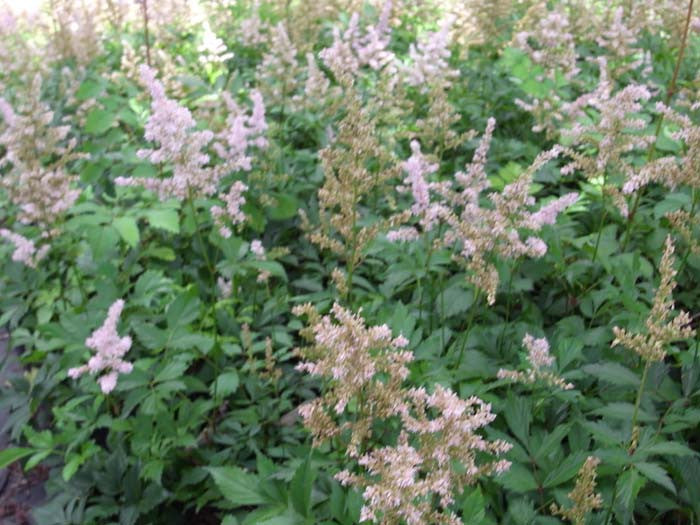 Astilbe japonica Peach Blosson' Salmon Astilbe