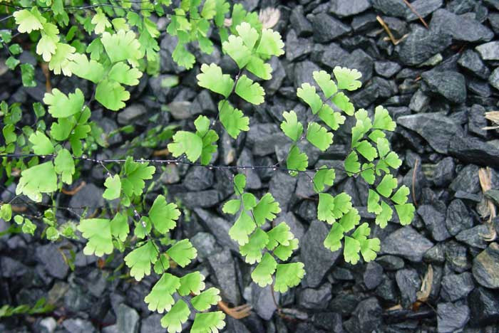 Adiantum pedatum Maiden Hair Fern