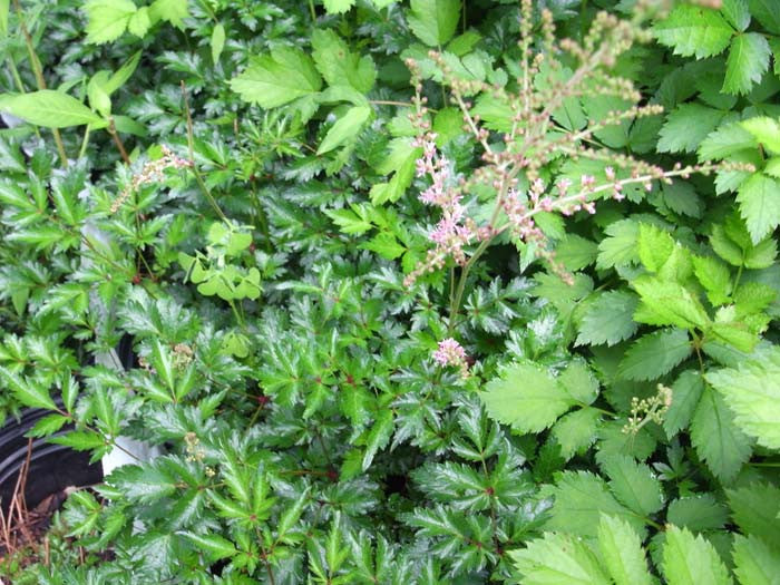 Astilbe simplicifola Hybr. Hennie Graafland' Light Purplish-Pink Astilbe