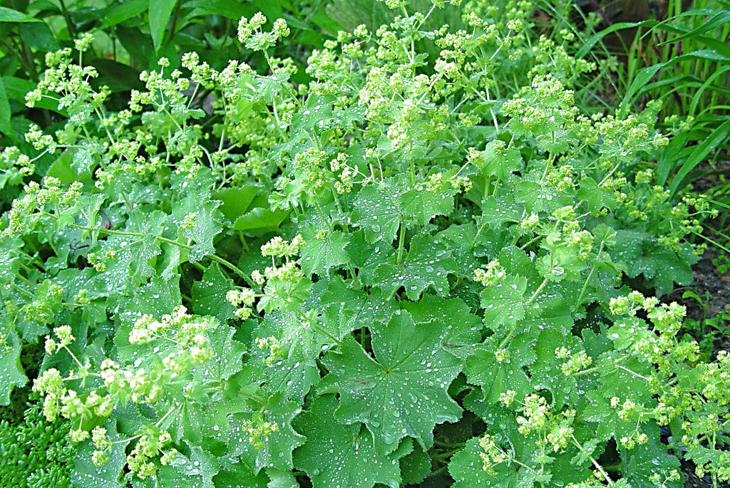 Alchemilla mollis Lady's Mantle