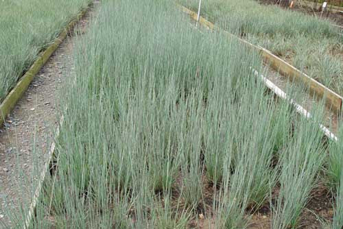 Andropogon (Schizachyrium) scoparius The Blues' Blue Stem