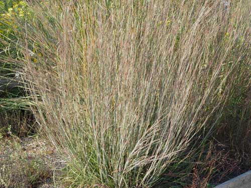 Andropogon (Schizachyrium) scoparius Little Blue Stem