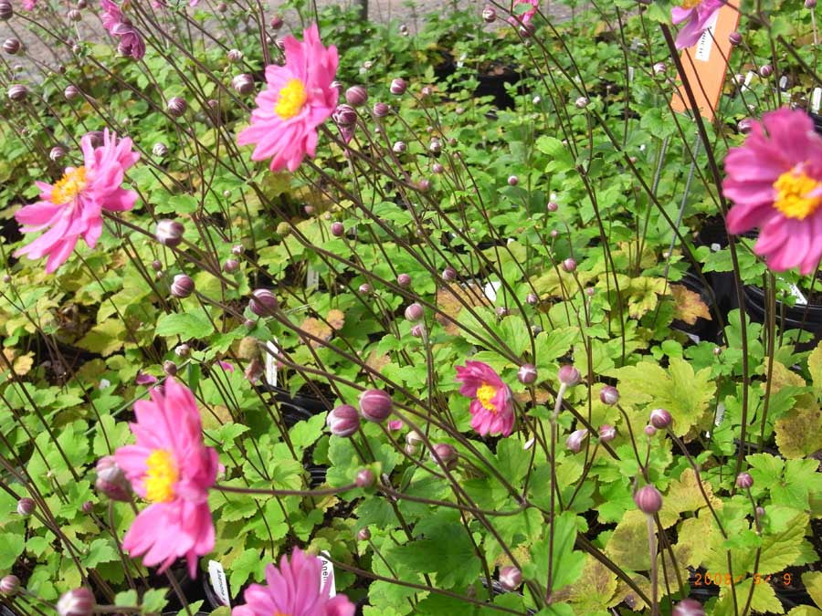 Anemone hybrida Pamina' Dark pink anemone