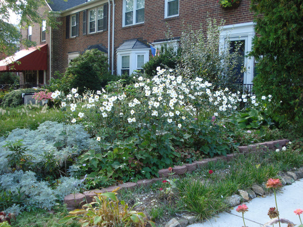 anemone honorine jobert companion plants Anemone hybrida Honorine Jobert' White Anemone Available end summer