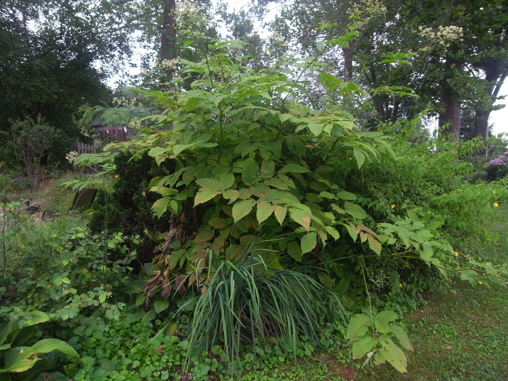 Aralia cordata japanese Spikeard