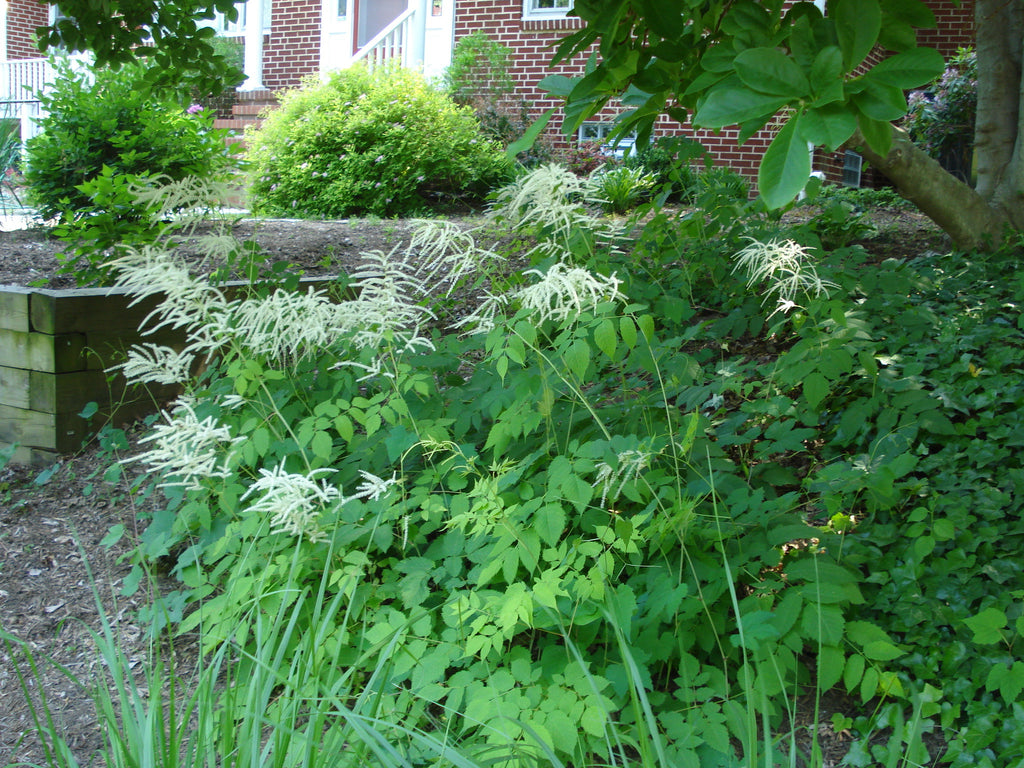 Aruncus dioicus Goatsbeard