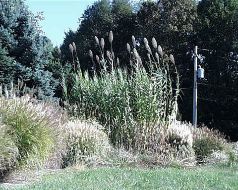Arundo donax Giant Reed Grass