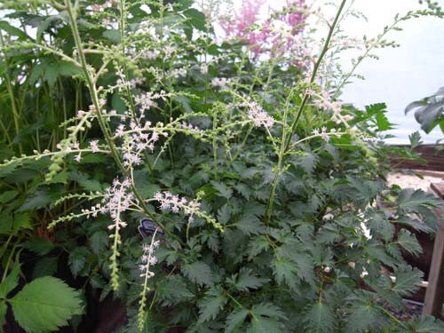 Astilbe simplicifola Hybr. Sprite' Pale Pink Astilbe