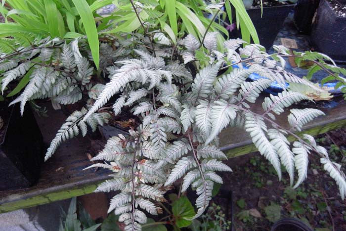 Athyrium nipponicum Pictum' Japanese Painted Fern