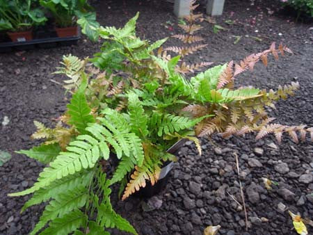 Dryopertis erythrosora Autumn Fern