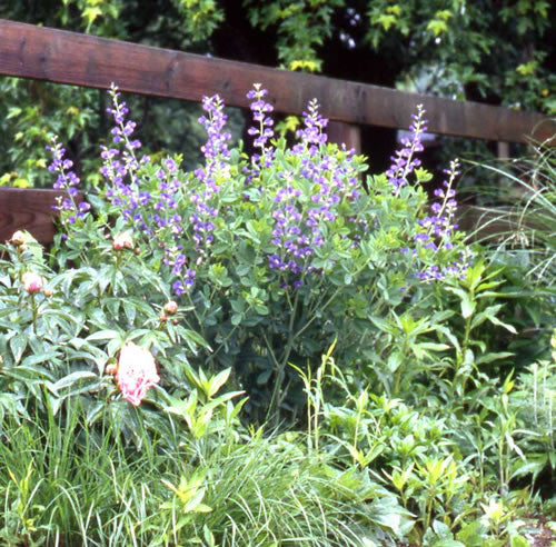 Baptisia australis False Indigo