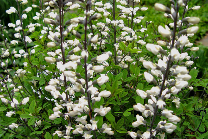 Baptisia alba Indigo Lupine'