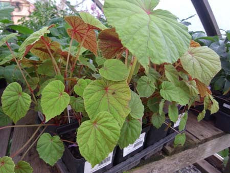 Begonia grandis Hardy Begonia