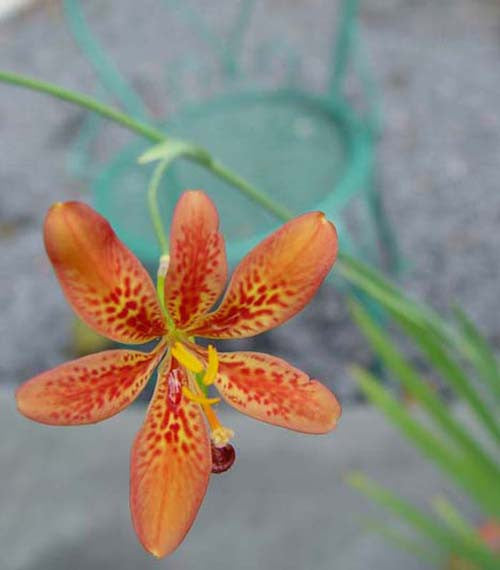 Belamcanda chinensis Blackberry Lily