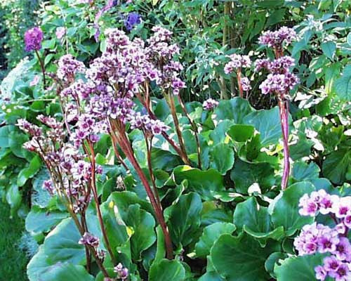 Bergenia cordifolia New Hybrids