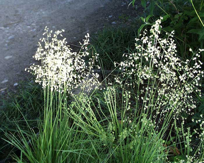 Briza media Quaking Grass