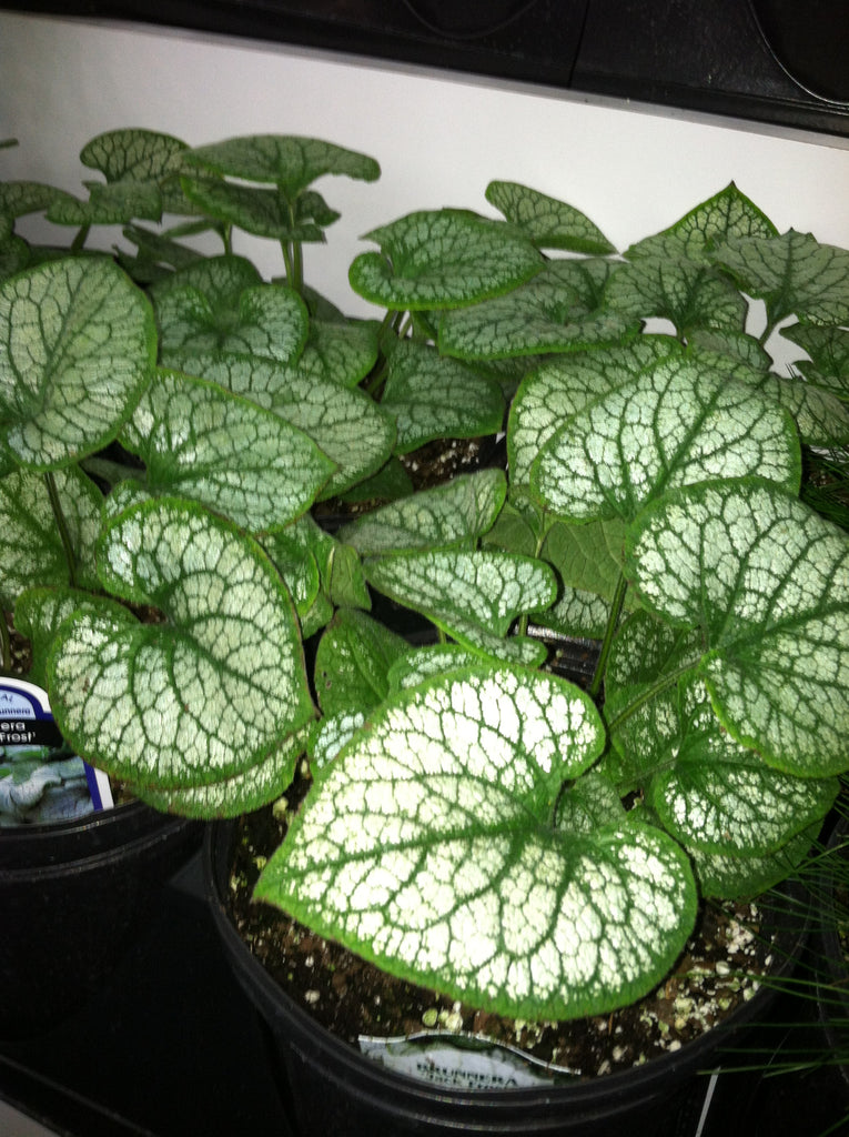 Brunnera macrophylla "Jack Frost' Silver Leaved Siberian Bugloss