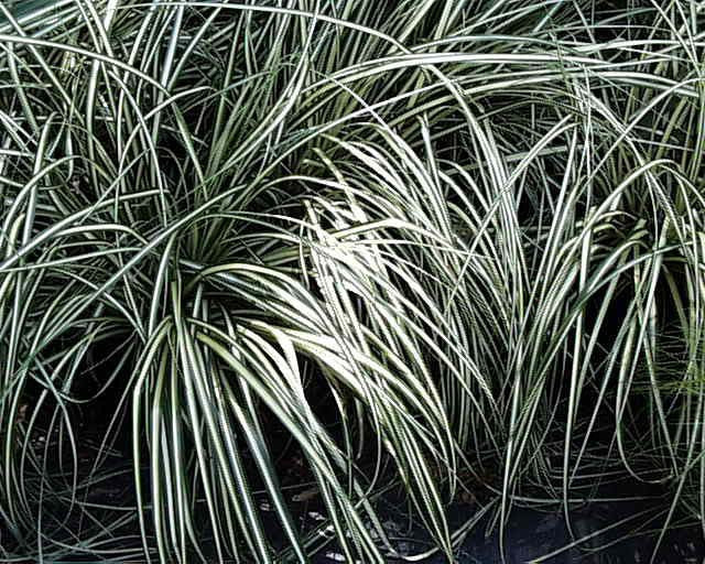 Carex oshimensis Gold Strike' Golden Variegated Sedge