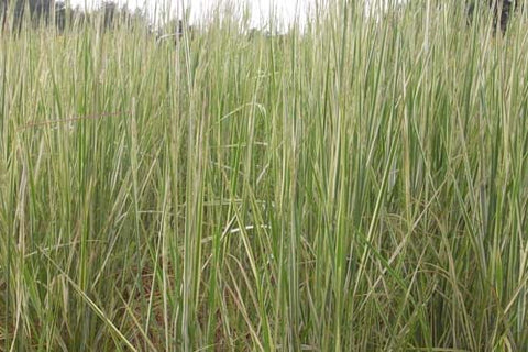 Calamagrostis acutiflora Overdam' Variegated Giant Reed Grass