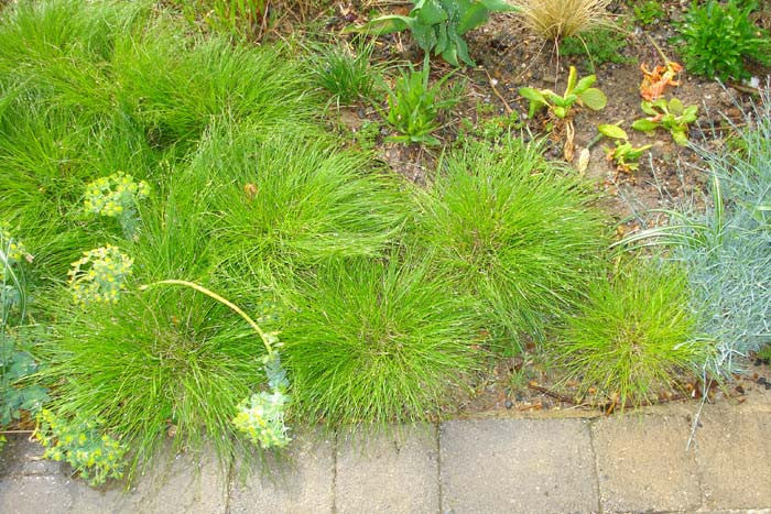 Carex appalachica Appalachian Sedge