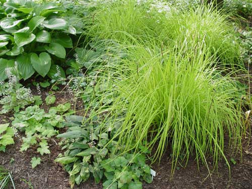 Carex elata 'Aurea' Bowles Golden' Bowles golden