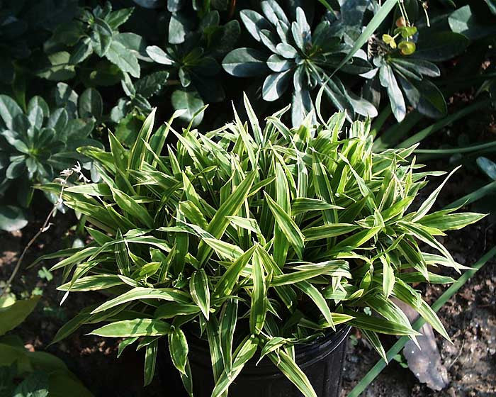 Carex siderosticha variegata Creeping Broad Leafed-Sedge  unavailable