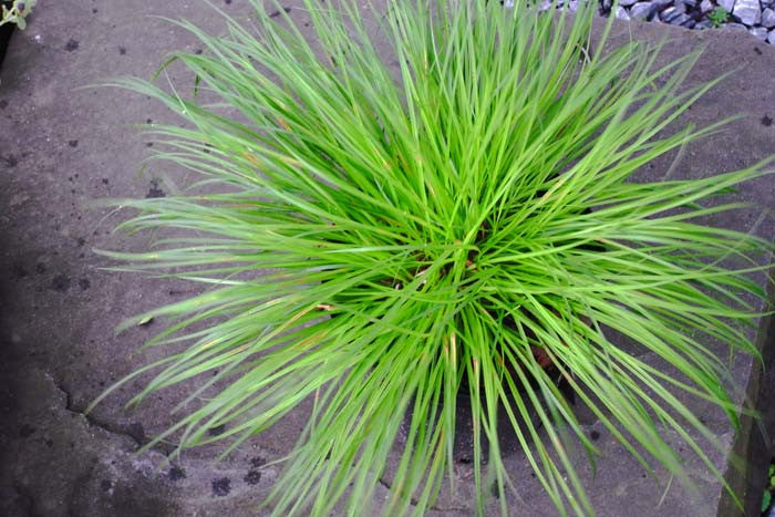 Carex montana Mountain Sedge