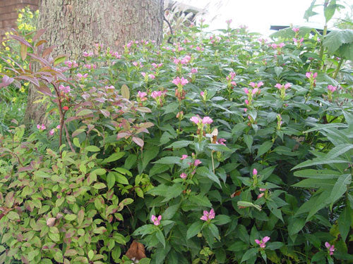 Chelone glabra Turtlehead