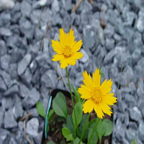 Coreopsis auriculata Nana' Cutleaf Tickseed