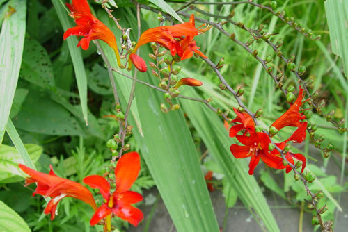 Crocosmia Lucifer'