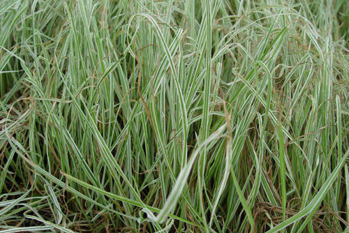 Dactylis glomerata Variegata' Variegated Orchard Grass NOT AVAILABLE