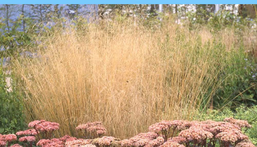 Deschampsia cespitosa Goldschleier' Golden Veil Deschampsia