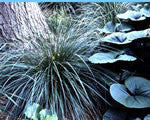 Deschampsia cespitosa Schottland' Scottish Tufted Hair