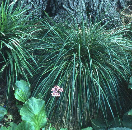 Deschampsia cespitosa Goldstaub' Gold Dust Deschampsia