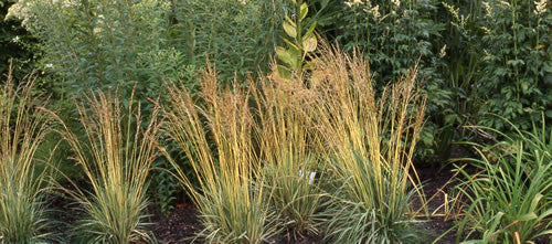 Deschampsia cespitosa Tardiflora' Late Summer Blooming