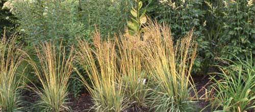 Deschampsia cespitosa Tautraeger' Dew Carrier Deschampsia