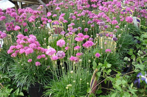 Dianthus gratianopolitanus Firewitch'