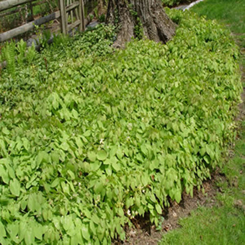 Epimedium perralchium Frohnleiten' Barrenwort