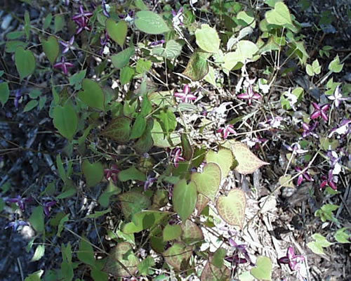 Epimedium rubrum Barrenwort