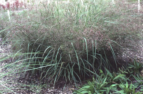 Eragrostis spectabilis Purple Love Grass