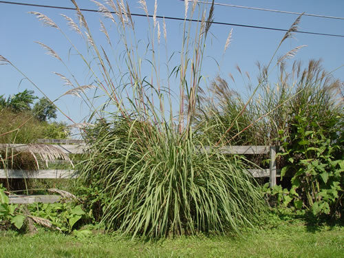 Erianthus ravennae Ravenna Grass SOLD out