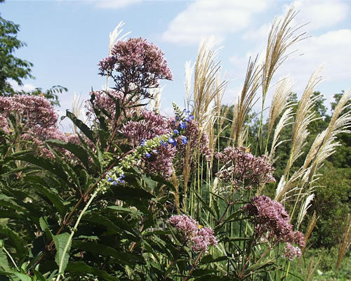 Eupatorium maculatum Gateway' Joe Pye Weed