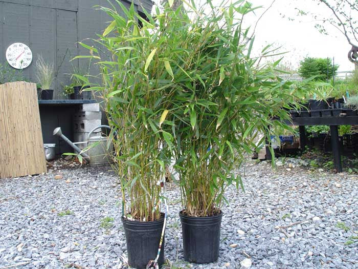 Fargesia robusta Green Screen' 1 gallon size