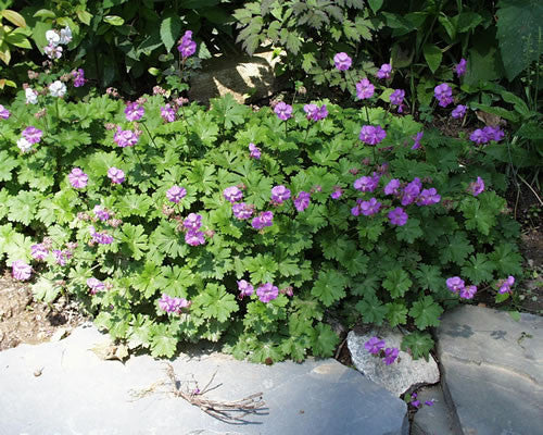 Geranium cantabrigiense x Biokova Karmine' Crane's Bill