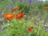 Geum coccineum borisii'