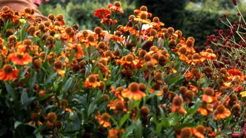 Helenium autumnale 'Helena Gold" NATIVE