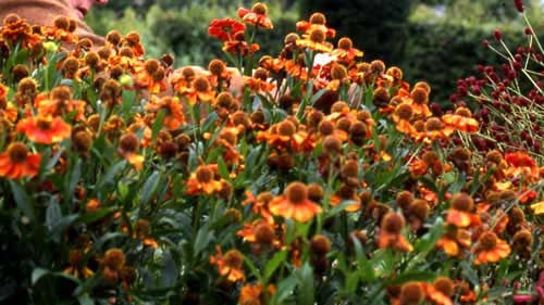 Helenium  autumnale 'Helena Gold"     NATIVE