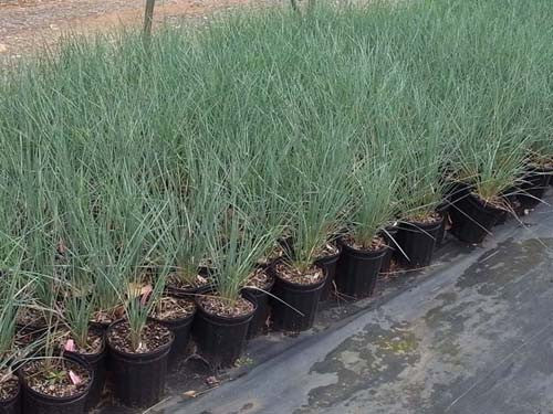 Helictotrichon sempervirens Saphiresprudel' Saphire Blue Oat Grass