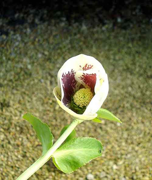 Helleborus 'Brandywine'